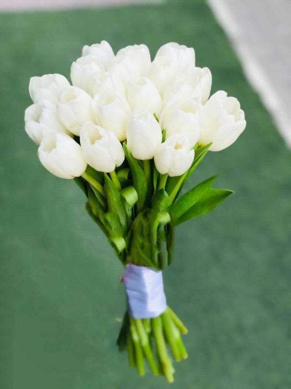 Bridal Tulip