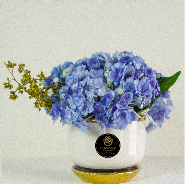 Ajisai Blue Gardenia