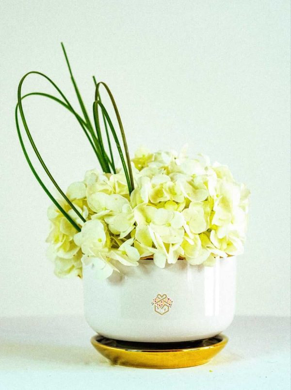 Ajisai Gardenia