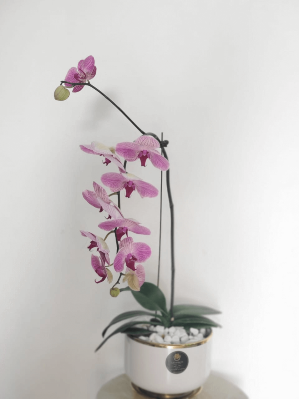 Botanical Purple