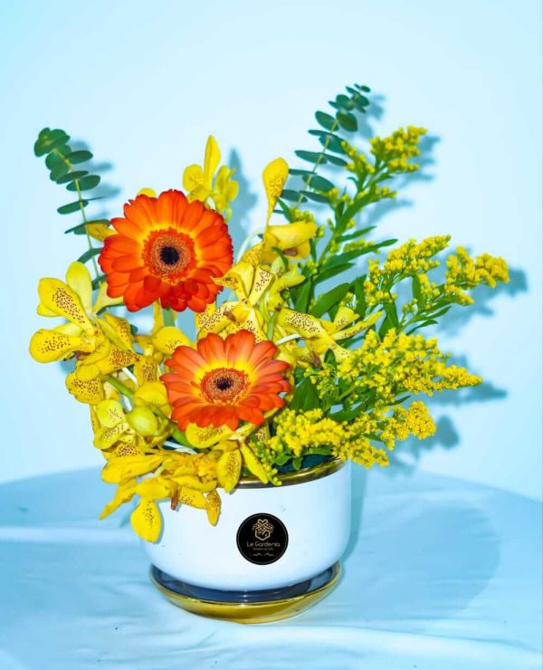 Gardenia Sunshine 1